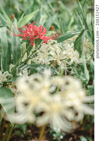 紅色和白色的蜘蛛百合 108151427