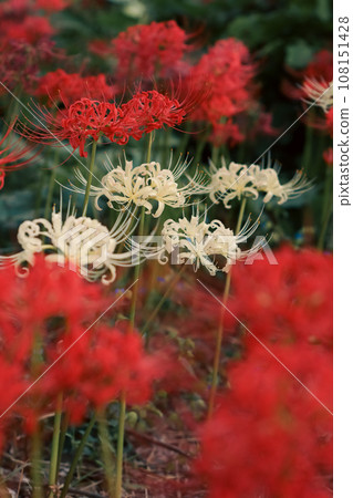 紅色和白色的蜘蛛百合 紅色和白色的蜘蛛百合 108151428