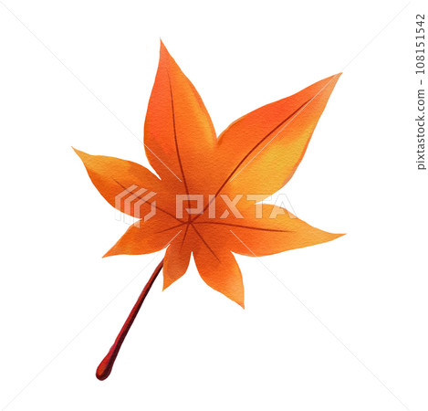 Maple leaf illustration Maple leaf illustration 108151542