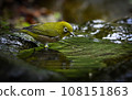 White-eye 108151863