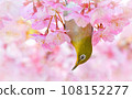 White-eye 108152277