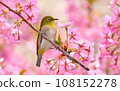 White-eye 108152278