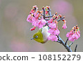 White-eye 108152279