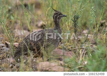 Elegant crested tinamou, Eudromia elegans, Pampas grassland environment, La Pampa province, Patagonia, Argentina. 108152499