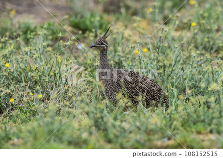 Elegant crested tinamou, Eudromia elegans, Pampas grassland environment, La Pampa province, Patagonia, Argentina. 108152515