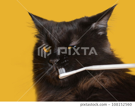 cat doesn't like brushing teeth close up cat doesn't like brushing teeth close up 108152560