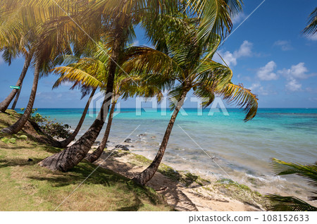 Coconut beach background 108152633