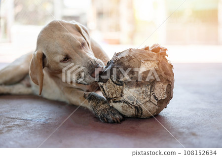 Funny dog play with ball 108152634