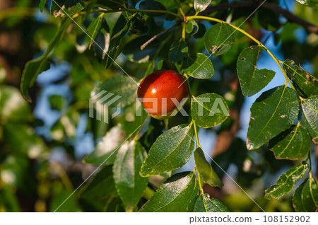 Jujube fruit at sunset Jujube fruit at sunset 108152902
