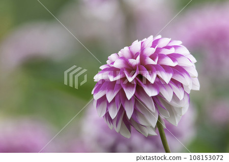 Autumn dahlias and peonies 108153072