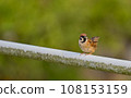 Sparrow 108153159