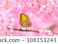 White-eye 108153243
