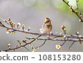 Miyama bunting 108153280