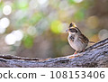 Miyama bunting 108153406