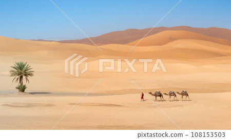 Unidentified Berber men leading a camel caravan across sand dunes in Sahara Desert, Morocco 108153503