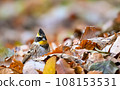 Miyama bunting 108153531