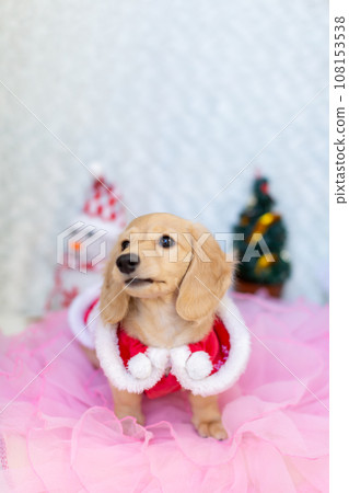小狗 Kaninhen 臘腸犬穿著聖誕服裝 小狗 Kaninhen 臘腸犬穿著聖誕服裝 108153538