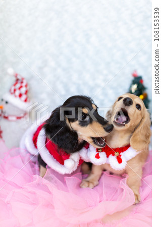 小狗 Kaninhen 臘腸犬穿著聖誕服裝 小狗 Kaninhen 臘腸犬穿著聖誕服裝 108153539