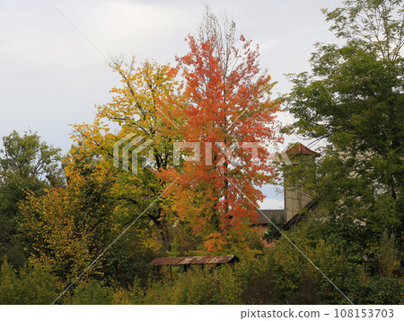 Multi colored trees on a autumn day in Wetzikon, Zurich. Multi colored trees on a autumn day in Wetzikon, Zurich. 108153703