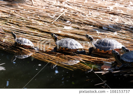 Turtles sunbathing 108153737