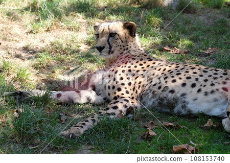 Cheetah; Acinonyx jubatus 108153740