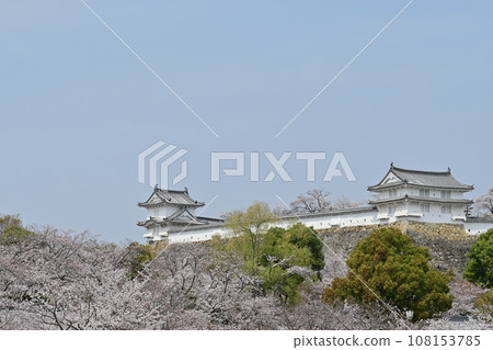 從三之丸廣場看到的櫻花樹和塔樓（世界遺產，姬路城） 108153785