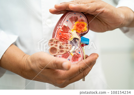 Kidney disease, Chronic kidney disease ckd, Doctor hold model to study and treat in hospital. 108154234