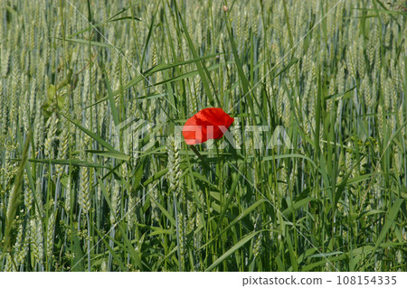 Poppy flower and green field, Slavonia, Croatia Poppy flower and green field, Slavonia, Croatia 108154335