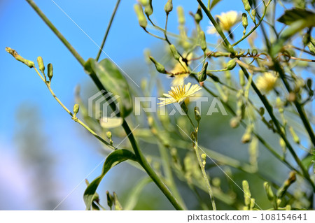 Akinonogeshi Akinonogeshi 108154641