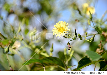 Akinonogi Akinonogi 108154644