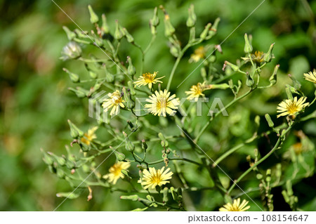 Akinonogi Akinonogi 108154647