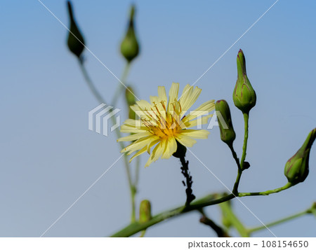 Akinonogi Akinonogi 108154650