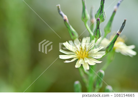 Akinonogi Akinonogi 108154665
