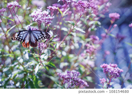 Asagi madara堅持富士Bakuma 108154680