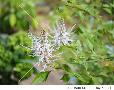 Cat whiskers swaying in the autumn breeze Cat whiskers swaying in the autumn breeze 108154941
