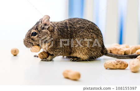 Degu squirrel gnaws peanut, close-up 108155397
