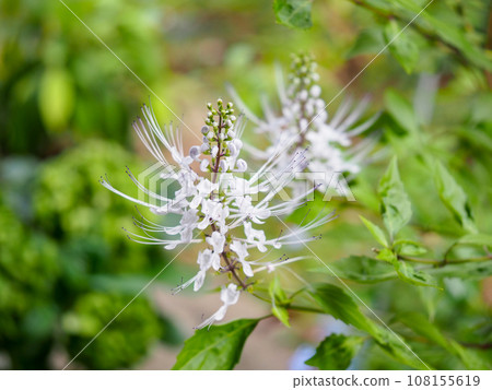 Cat whiskers swaying in the autumn breeze Cat whiskers swaying in the autumn breeze 108155619