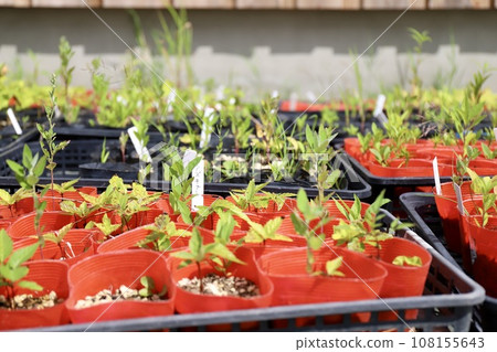 乙烯基盆、庭園植物中開花植物的幼苗 108155643