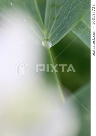 Raindrops on the leaves after the rain Raindrops on the leaves after the rain 108155728