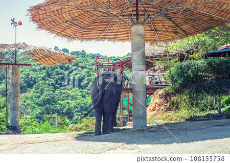 Elephant with seat on its back is tied near pole to chain, back view Elephant with seat on its back is tied near pole to chain, back view 108155758
