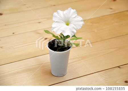 White petunia flower growing in a plastic cup on a wooden background White petunia flower growing in a plastic cup on a wooden background 108155835