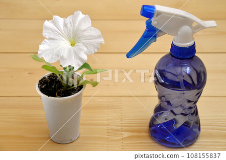 White petunia flower growing in a plastic cup next to blue bottle spray on wooden table White petunia flower growing in a plastic cup next to blue bottle spray on wooden table 108155837