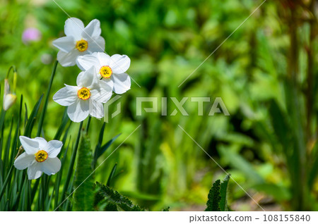 Narcissus poeticus flower on green background with copy space Narcissus poeticus flower on green background with copy space 108155840