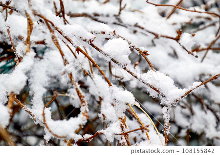 Selective focus of the first snow on a branch without leaves. Russia Selective focus of the first snow on a branch without leaves. Russia 108155842
