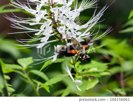 Nekono whiskers and staghorn swaying in the autumn breeze 108156061