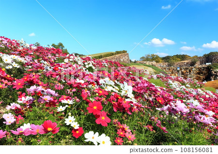 [香川縣]秋季國立贊岐萬王公園（大波斯菊） 108156081