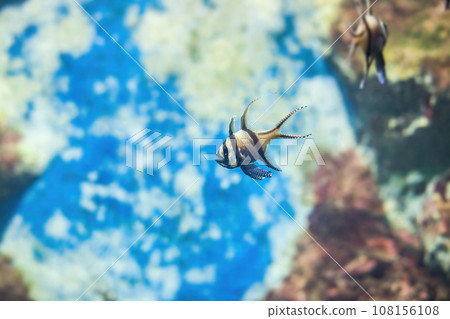 Banggai cardinalfish swimming in aquarium. Pterapogon kauderni small tropical fish, side view Banggai cardinalfish swimming in aquarium. Pterapogon kauderni small tropical fish, side view 108156108