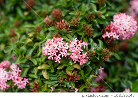 Pink Ixora flower the west indian jasmine growing in Nha Trang Vietnam Pink Ixora flower the west indian jasmine growing in Nha Trang Vietnam 108156143
