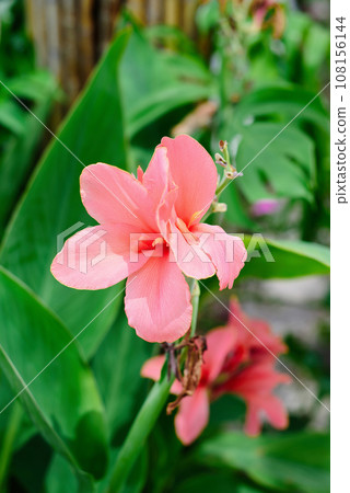 Canna glauca flower growing in Vietnam Canna glauca flower growing in Vietnam 108156144
