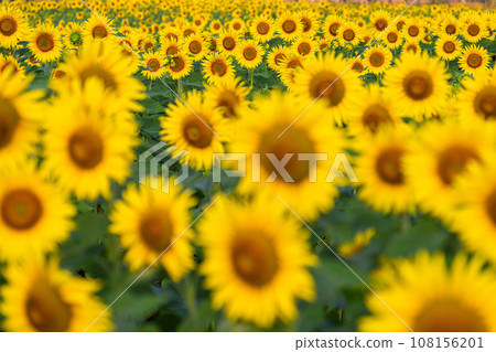 盛開的向日葵田/夏季影像 108156201